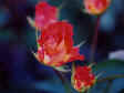 The Rose, called Esther Ofarim