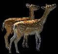 Ofarims / Roe / Fawns